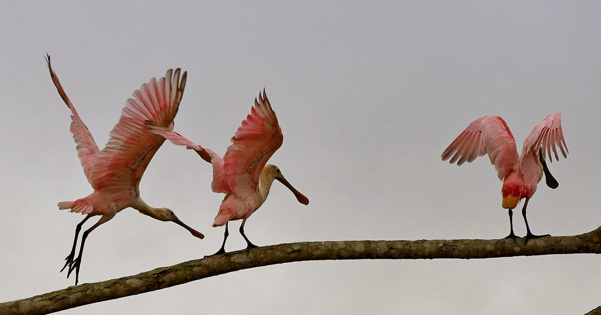 Diversidad de la fauna en la Amazonia (Foto: GAMR)